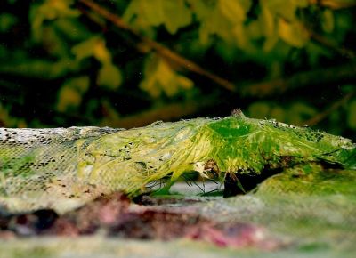 Detail aus 'Frühling'